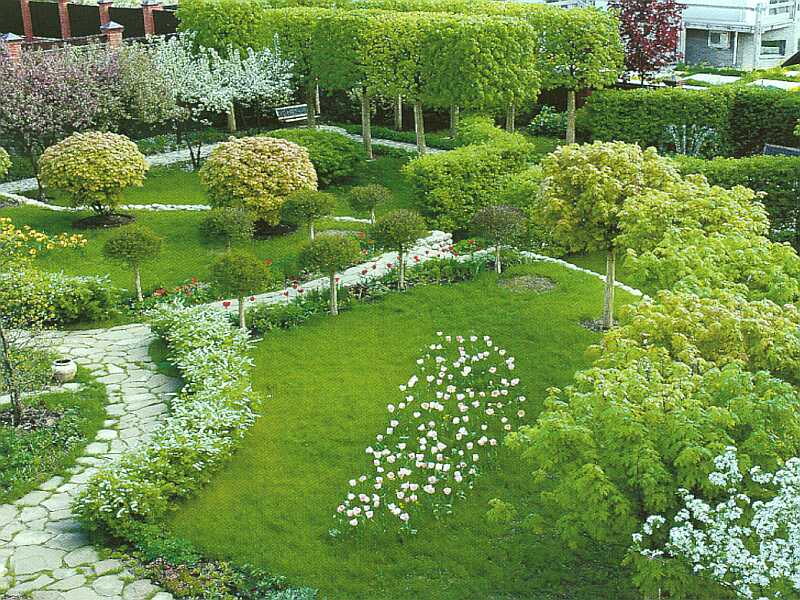 Ландшафт с елями на участке. Виноград девичий на берсо. Ландшафт с соснами. Солитер озеленение. Дачные насаждения.